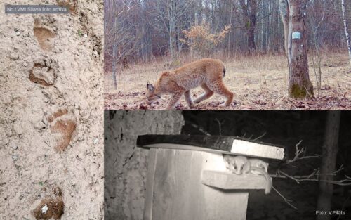 Kā robežžogs ietekmē meža susurus, medņus un brūnos lāčus