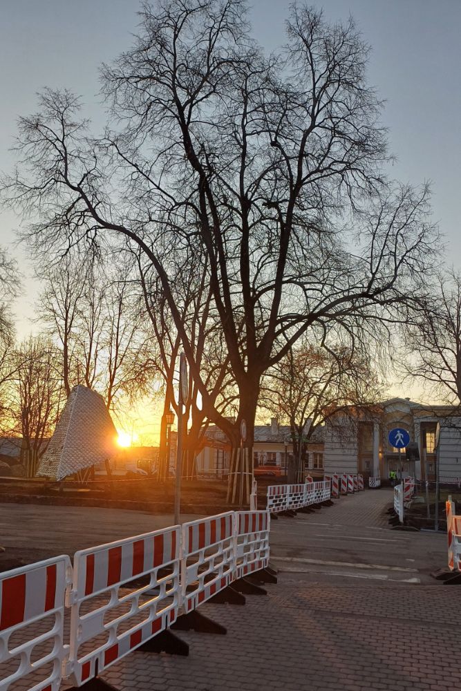 Cēsu Stacijas laukuma pārbūves laikā īpaši rūpējas par koku aizsardzību