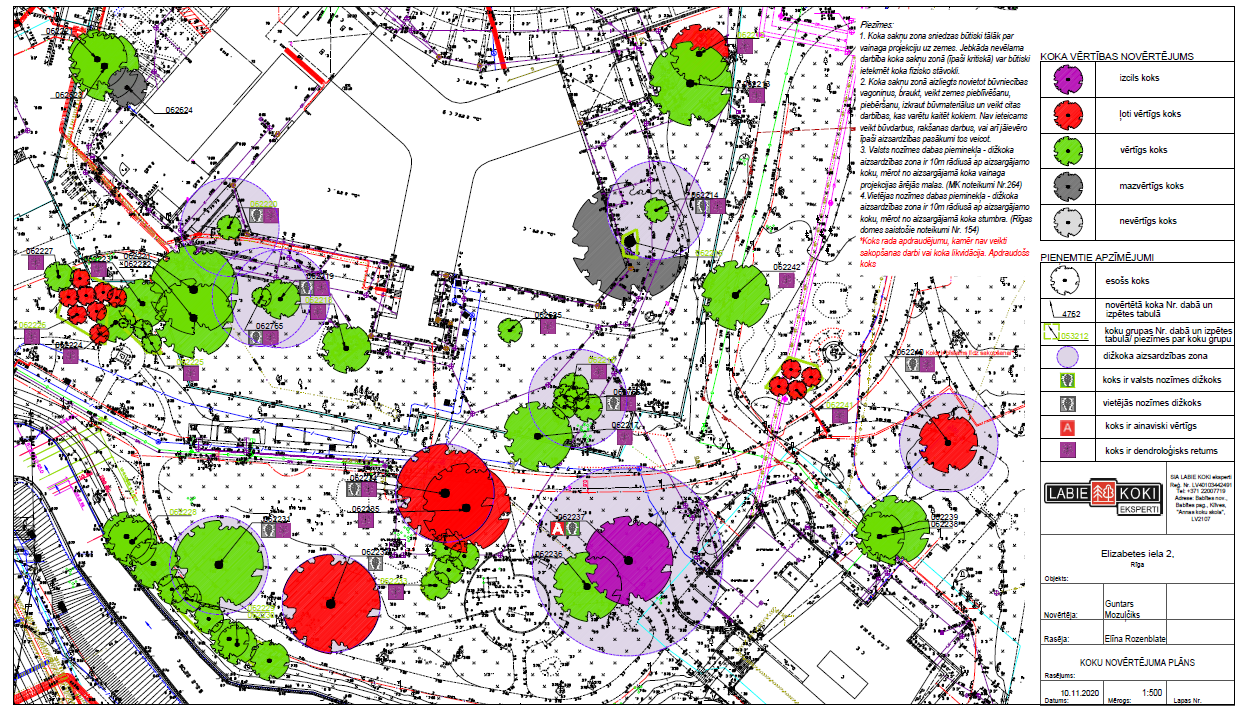Veikta koku dendroloģiskā izpēte Elizabetes ielā 2