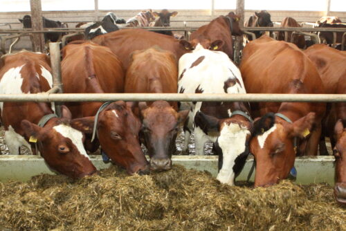 Aizputes novadā par miljonu eiro būvēs slaucamo govju kompleksu