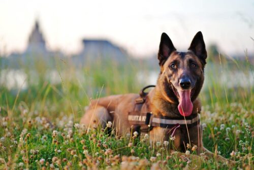 Kinoloģijas centru Rēzeknē būvēs SIA “Eltex”