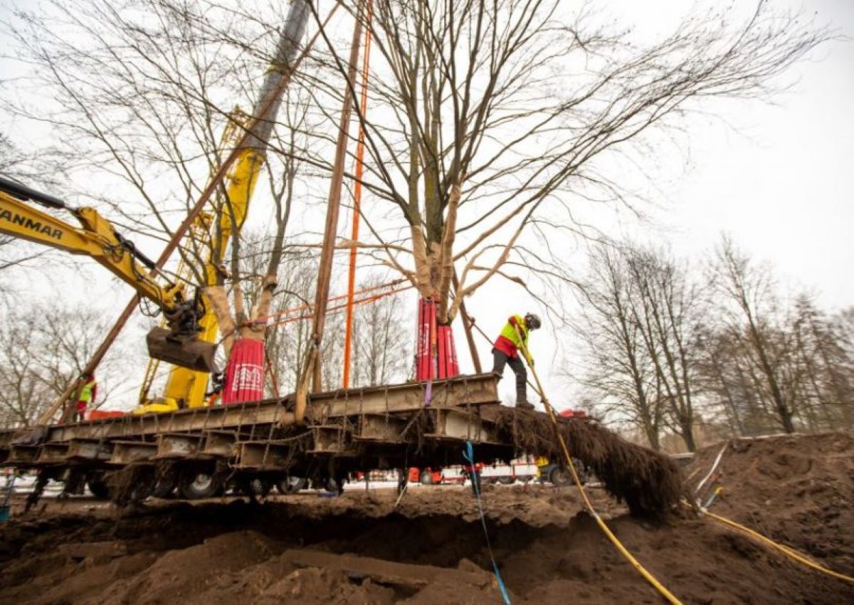 Pārstāda kokus plānotā Rīgas panorāmas rata būvniecības vietā