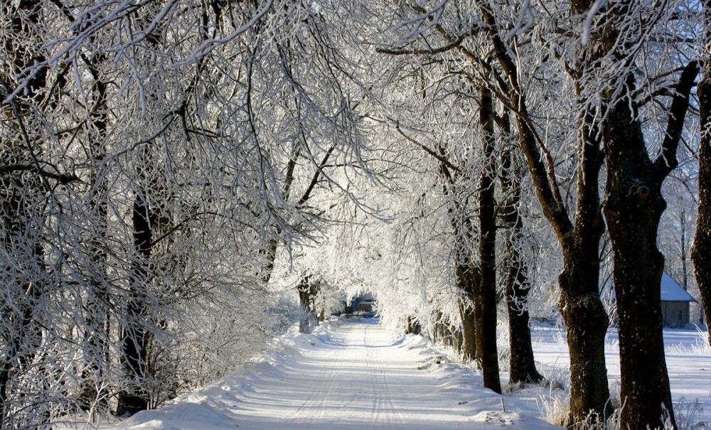 Valsts ceļu tīklā sakops aizsargājamās koku alejas