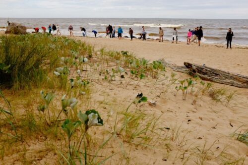 Latvijas piekrastē šopavasar mazāk atkritumu