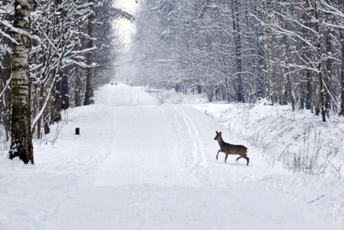 Izsludināti konkursi meža autoceļu remontdarbiem reģionos