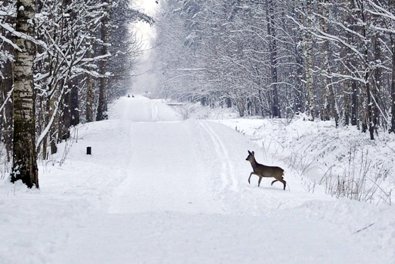 Izsludināti konkursi meža autoceļu remontdarbiem reģionos