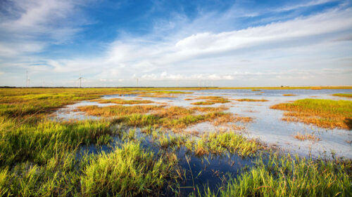 Mākslīgā mitrzeme bioloģiskai notekūdeņu attīrīšanai