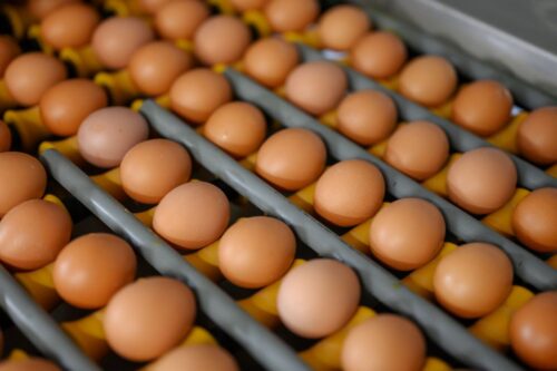 Sāk būvlaukuma sagatavošanas darbus jaunajai Alūksnes putnu fermas ēkai