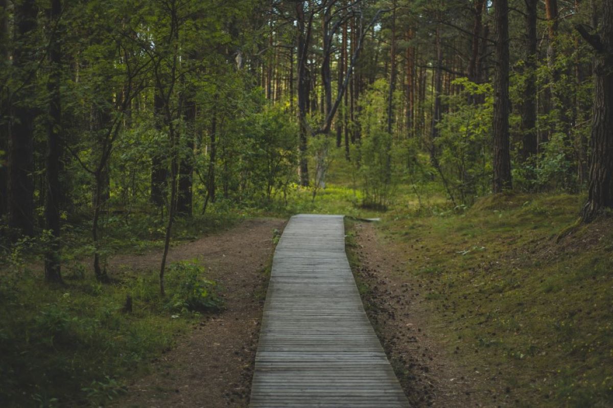 Veiks remontdarbus Ragakāpas dabas takā, tā slēgta apmeklētājiem
