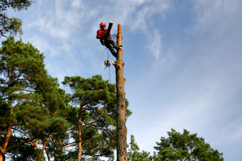 Lēmumus par koku ciršanu galvaspilsētā turpmāk pieņems Rīgas pilsētas būvvalde