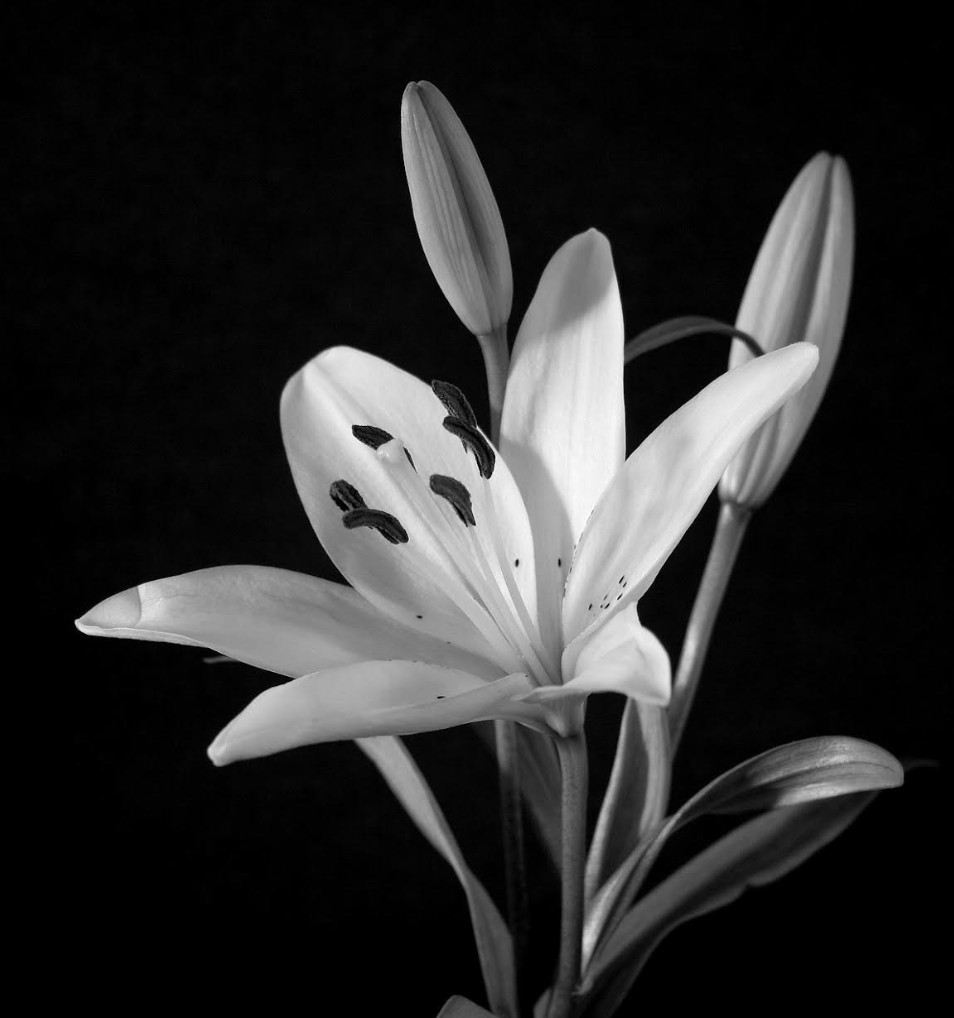 Arhitektu Jāni Krastiņu pieminot