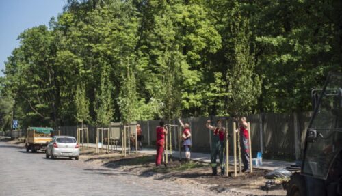 Šogad Rīgas ielu apstādījumos iestādīs 154 dižstādus