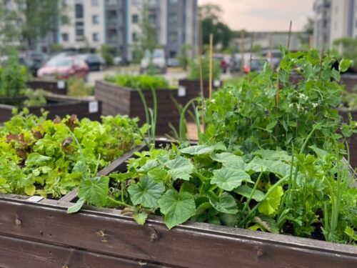 Dabas klātbūtne visos līmeņos jeb kā biofilais dizains ienāk mūsu ikdienā