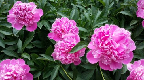 Teodoram Čeirānam – 80. Sveicam jubilejā!