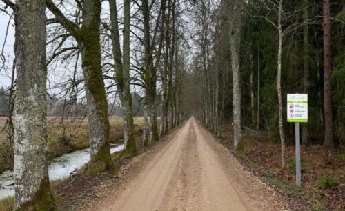 Noslēgušies meža autoceļa 