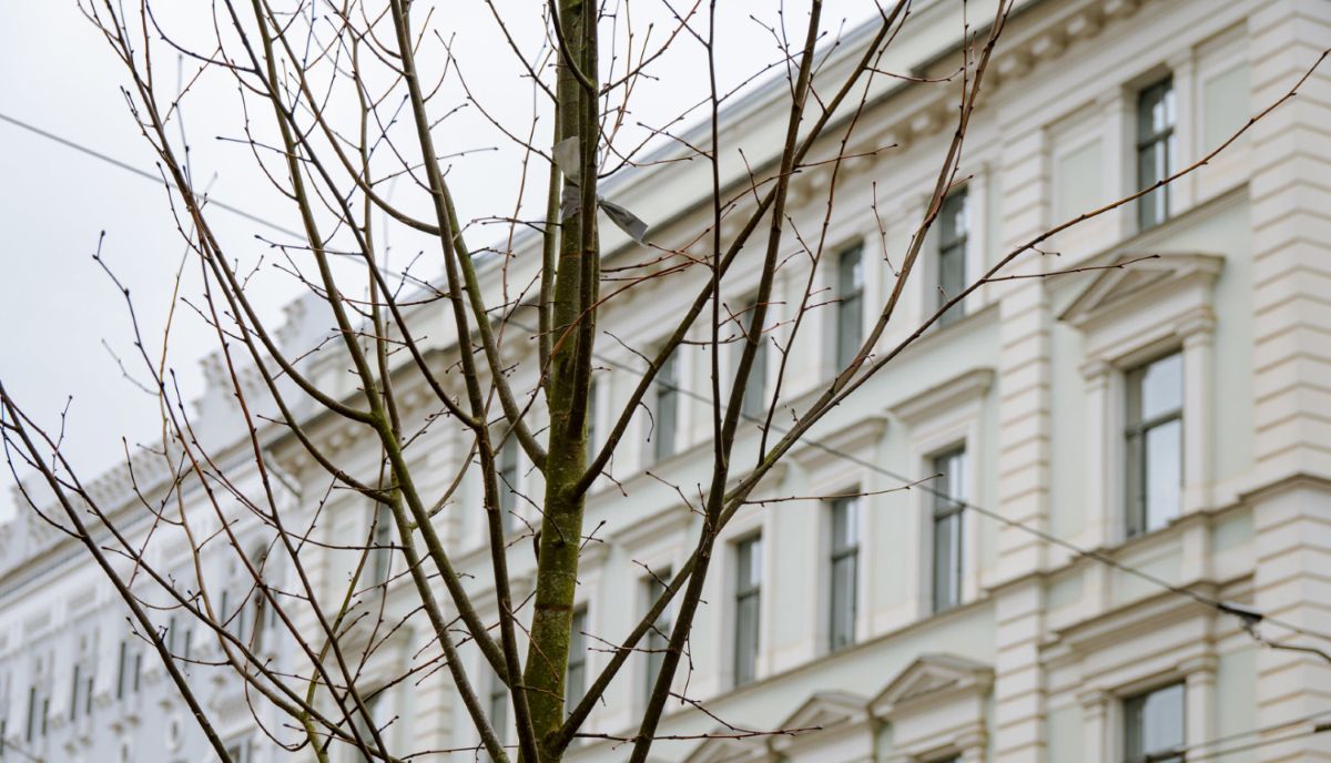 Rīgas ielās šoruden stāda simtiem koku