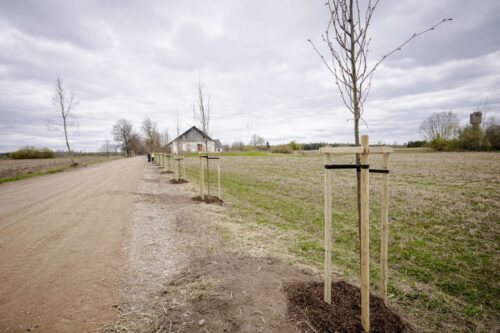 Atjaunota daļa no vēsturiskās Ļaudonas liepu alejas
