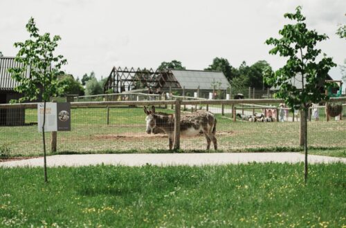 “Sigulda ZOO” uzlabos zoodārza infrastruktūru un būvēs jaunas mītnes dzīvniekiem