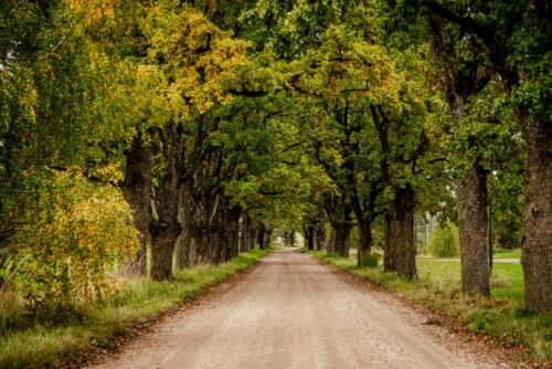 Inciemā un Ozolainē sakoptas pie valsts autoceļiem esošās koku alejas